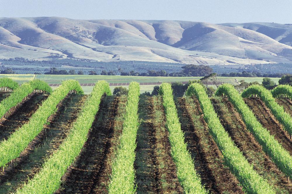 willunga septic tank pumping